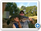  A nothern Murray Cod for Sam Williams. These fish have been stocked relatively recently, but are growing well. 