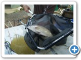  Fish to be released into dams at a club stocking day. 