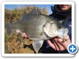  Bass are rarely found in South Australia, but are great sport fish. 