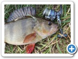  Many club waters hold large redfin.