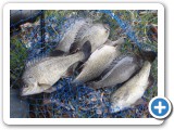 Silvers to be stocked. Members are invited to be as active as they wish in the club - volunteering is appreciated and a great way to meet members. 