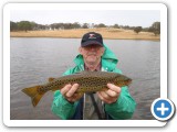 Solid brown caught on fly. 