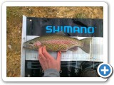  Spectacularly coloured rainbow trout. 
